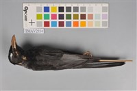 藏品(紅嘴黑鵯)的圖片